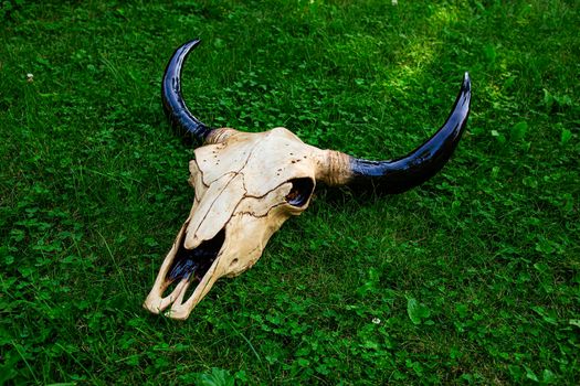 Decorative bull skull laying on top of green grass