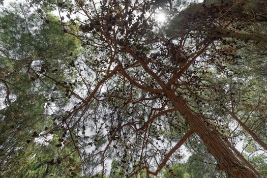 Dancing pine trees in Foros Park - a landscape park in the village of Foros, Crimea