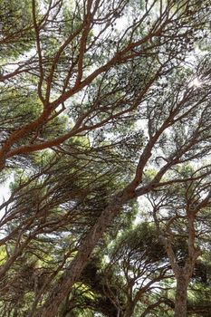 Dancing pine trees in Foros Park - a landscape park in the village of Foros, Crimea