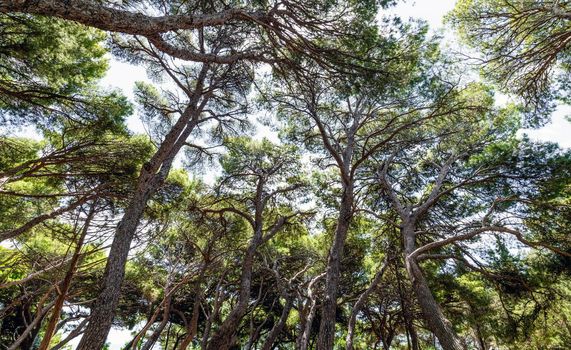 Dancing pine trees in Foros Park - a landscape park in the village of Foros, Crimea