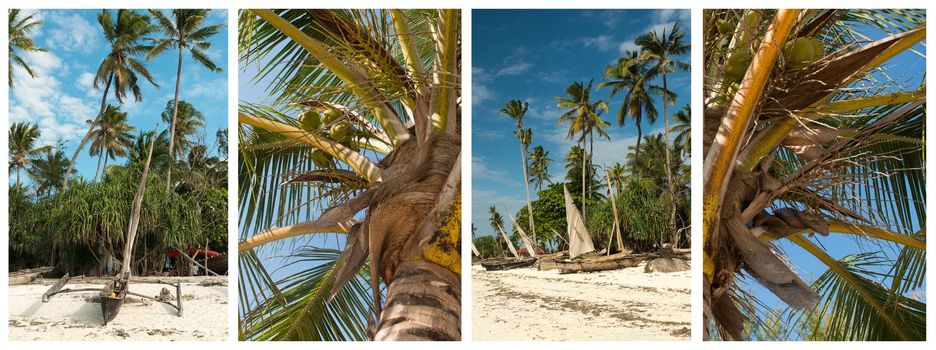 Beatiful palms sea view collage with tropical beach view. Set of pictures with caribbean trees in paradise island
