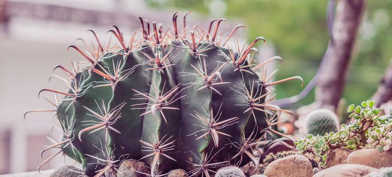 BANNER Real nature beauty background. Close-up Dark green spheric cactus prickly sharp yellow needle. Large Echinocactus Gruzona spiked balls grow. Floral concept, difficult. More tone in stock.