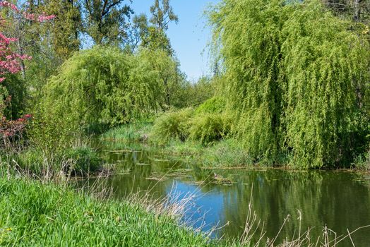 Green trees and grass around slow river on bright hot summer day.
