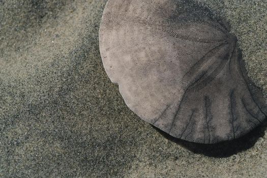 Close up of a sand dollar partially covered by beach sand on Vancouver Island in Canada. High quality photo