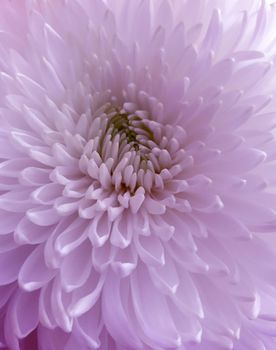 Beautiful chrysanthemum flower close up.