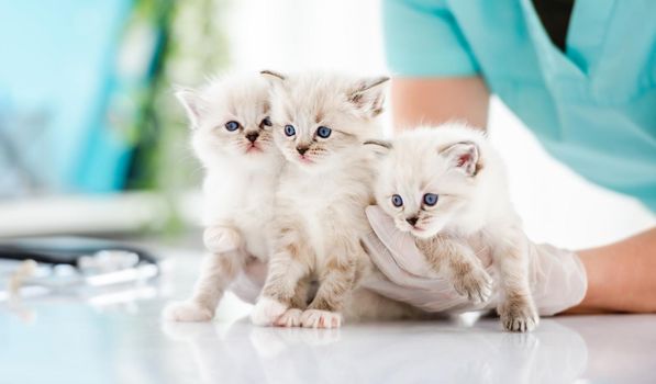 Three adorable ragdoll kittens with beautiful blue eyes sitting on table at vet clinic. Woman veterinarian holding cute purebred fluffy kitty cats during medical care examining