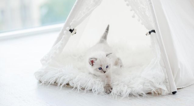 Cute small ragdoll kitten walking inside white curtain tent on fur. Adorable breed kitty cat with beautiful blue eyes during studio photoshoot