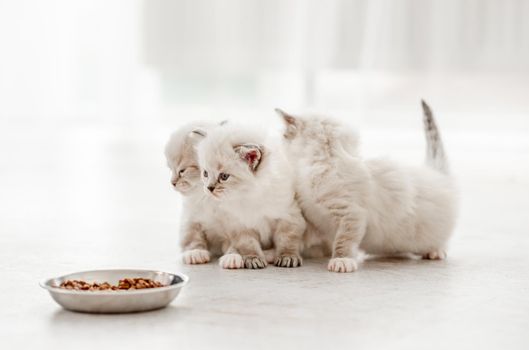 Three adorable fluffy ragdoll kittens standing close to metal bowl with feed and looking back. Cute purebred fluffy kitty cats going to eat in light room with blurred white background