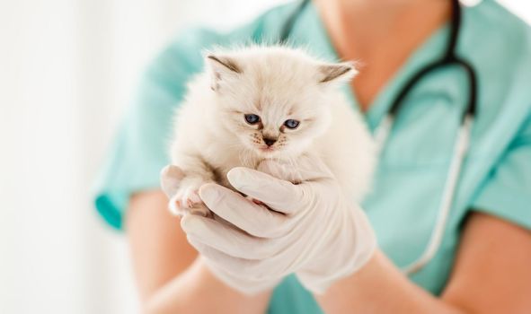 Woman veterinarian specialist holding in her hands cute ragdol kitten with beautiful blue eyes. Closeup portrait of adorable fluffy kitty at vet clinic during medical care procedures
