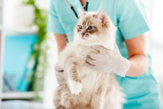 Woman veterinarian holding fluffy ragdoll cat during medical care examining at vet clinic. Closeup portrait of adorable purebred feline pet in animal hospital