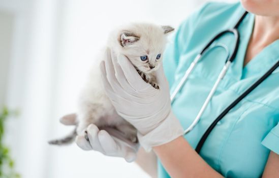 Adorable ragdoll kitten with beautiful blue eyes at vet clinic. Woman veterinarian holding in her hands cute purebred fluffy kitty during medical care examining indoors