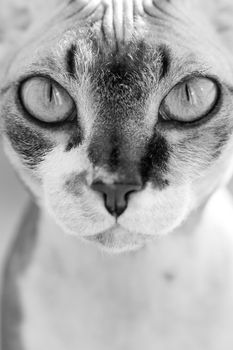 portrait of a beautiful adorable young kitten sphinx cat closeup