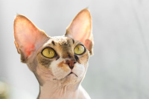 portrait of a beautiful adorable young kitten sphinx cat sitting on a window sill and observe