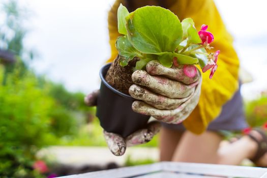 A closeup of hands of a young gardener with a seedling in a peat pot. A hand in gloves puts the plant in the soil. Petunia hybrida seedlings are going to be planted in the processed black soil.