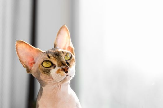 portrait of a beautiful adorable young kitten sphinx cat sitting on a window sill and observe