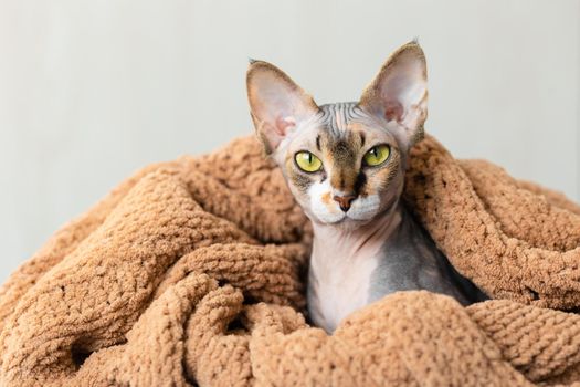 funny little gray sphinx cat with yellow green eyes peeks out from under a beige knitted plaid. Little kitten at home