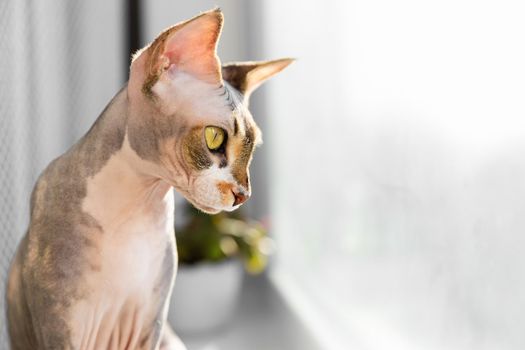 portrait of a beautiful adorable young kitten sphinx cat sitting on a window sill and observe