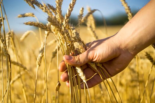 A man's hand holds spikelets of ripe wheat with grain on the background of a golden field and the sky. The farmer carefully checks the quality of the crop.