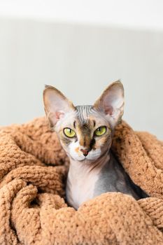 funny little gray sphinx cat with yellow green eyes peeks out from under a beige knitted plaid. Little kitten at home