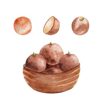 Traditional indian sweets gulab jamun watercolor illustration isolated on white