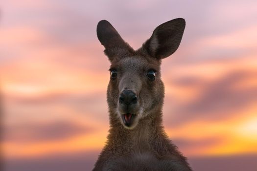 Australian kangaroo with a beautiful sunset backdrop