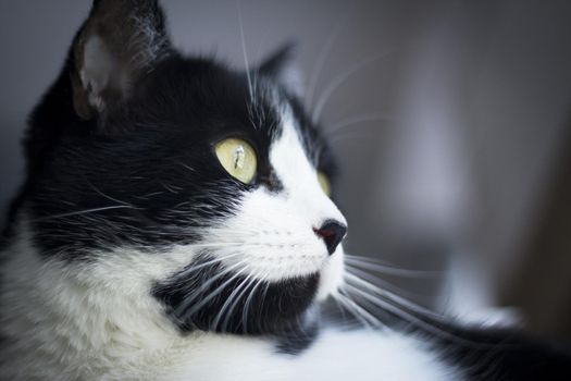 Immunodeficient black and white cat portrait. Relaxing