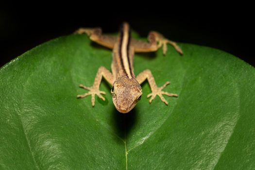 Cute lizard Anolis limifrons on green leaf, Refugio de Vida Silvestre Cano Negro, Costa Rica wildlife