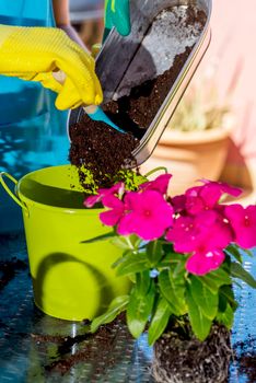 Gardening activity, replanting geraniums on the balcony; the hands of a woman with gloves who has just replanted a potted geranium