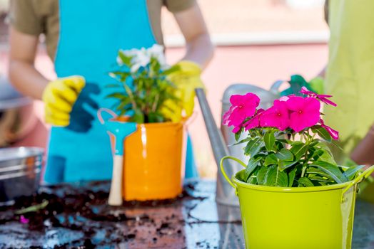 Gardening activity, replanting geraniums on the balcony; the hands of a woman with gloves who has just replanted a potted geranium