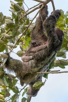 Female of pale-throated sloth (Bradypus tridactylus) with baby hanged top of the tree, La Fortuna, Costa Rica wildlife