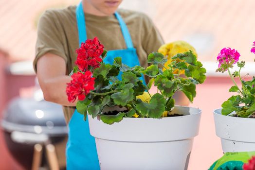 Gardening activity, replanting geraniums on the balcony; the hands of a woman with gloves who has just replanted a potted geranium