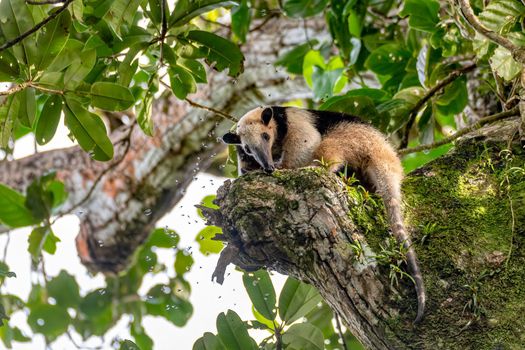 Northern tamandua (Tamandua mexicana), anteater under bee attack climbing in tree top, Tortuguero Cero, Costa Rica wildlife