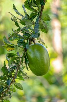 Calabash Tree, Crescentia cujete with big green fruit which can be used for musical instrument maracas, rumba shaker or chac-chac. Central Nicoya peninsula, Costa Rica