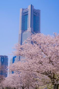The city of full bloom and the city of Yokohama Minato Mirai. Shooting Location: Yokohama-city kanagawa prefecture