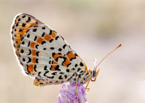 glanville fritillary Nymphalidae butterfly at dawn. High quality photo