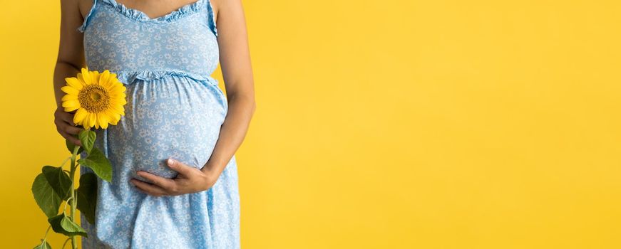 Motherhood, femininity, hot summer, nature, people - bannerportrait pregnant unrecognizable woman in floral blue dress hold big fresh live sunflower flower near belly on yellow background copy space.