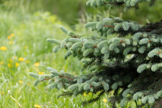 Sprig of young spruce against background of grass in spring