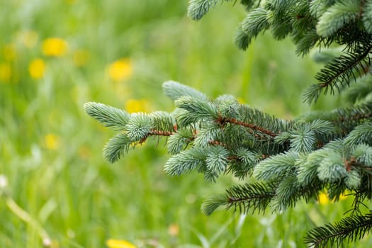 Sprig of young spruce against background of grass in spring