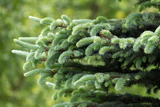 Sprig of young spruce against background of grass in spring