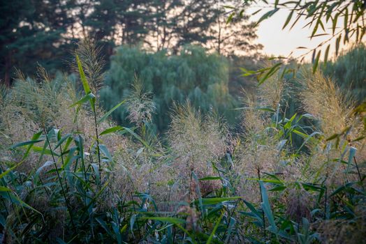 Atmospheric summer photo from a green field with spikelets under sunlight. Texture with field spikelets in warm tones. Summer background with field plants.