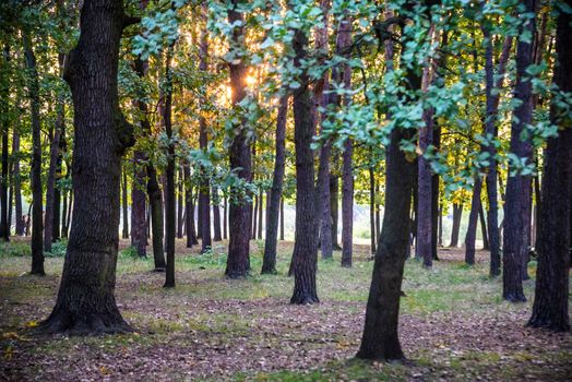 Beautiful sunset in the forest. Clear air purity concept.