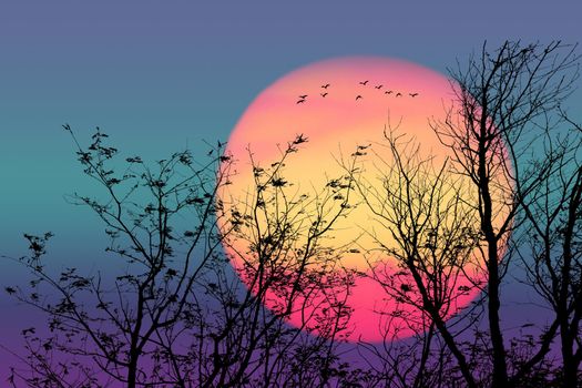 Sunset and silhouette birds flying over dry trees in the night  purple aqua blue sky
