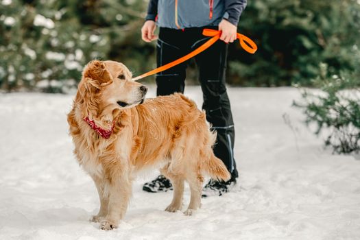Golden retriever dog in winter time with guy owner in snow on lace. Man with doggy pet in forest in cold weather