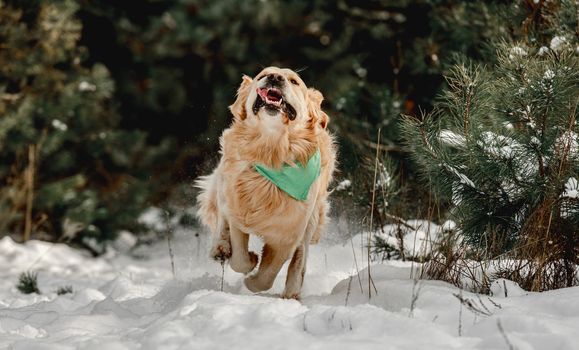 Golden retriever dog in winter time running in snow and enjoying snowflakes. Cute purebred doggy pet in cold weather outside