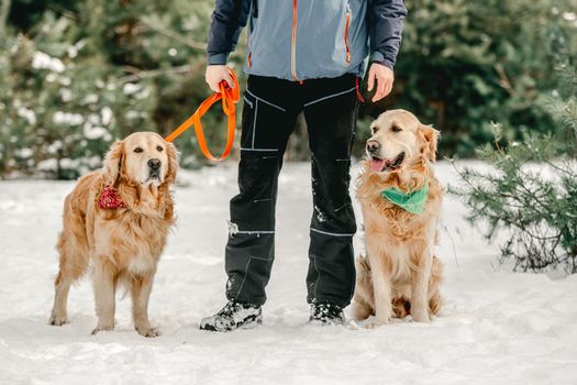 Golden retriever dogs in winter time with guy owner in snow. Man with doggy pets in forest in cold weather