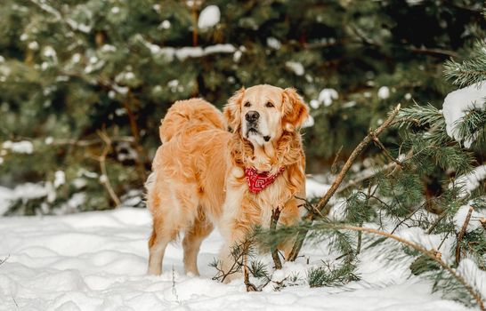 Golden retriever dog in winter time standing in snow and looking at camera. Cute purebred doggy pet in cold weather outside