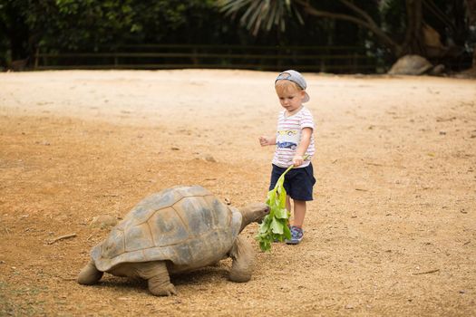 Little boy feeding Aldabra giant tortoise. Mauritius