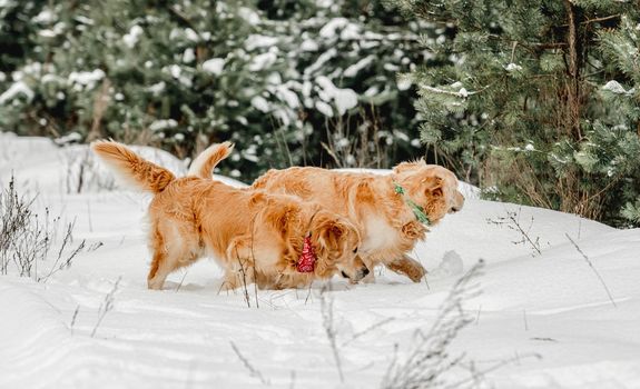 Golden retriever dogs walking in winter time in snow outdoors together. Adorable purebred doggy pet labradors in cold weather in forest