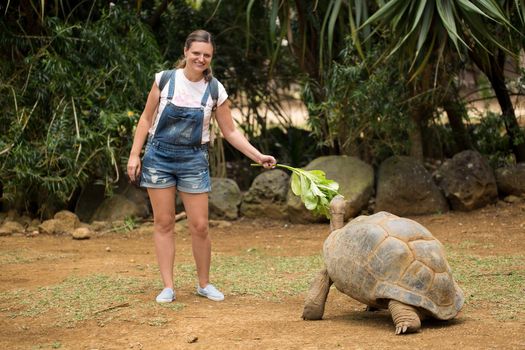 Girl feeds giant turtle. Fun activities in Mauritius.