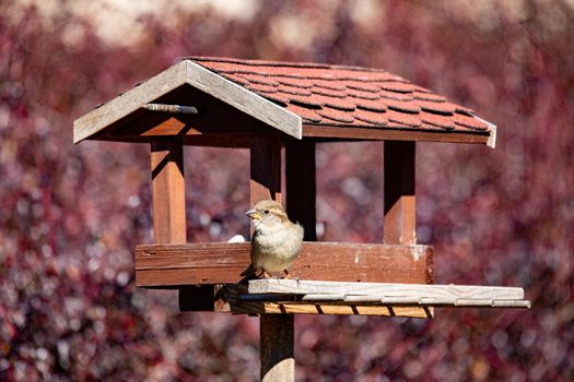 house sparrow female Passer domesticus, feeding in simple homemade wooden bird feeder, birdhouse installed on winter garden in snowy day